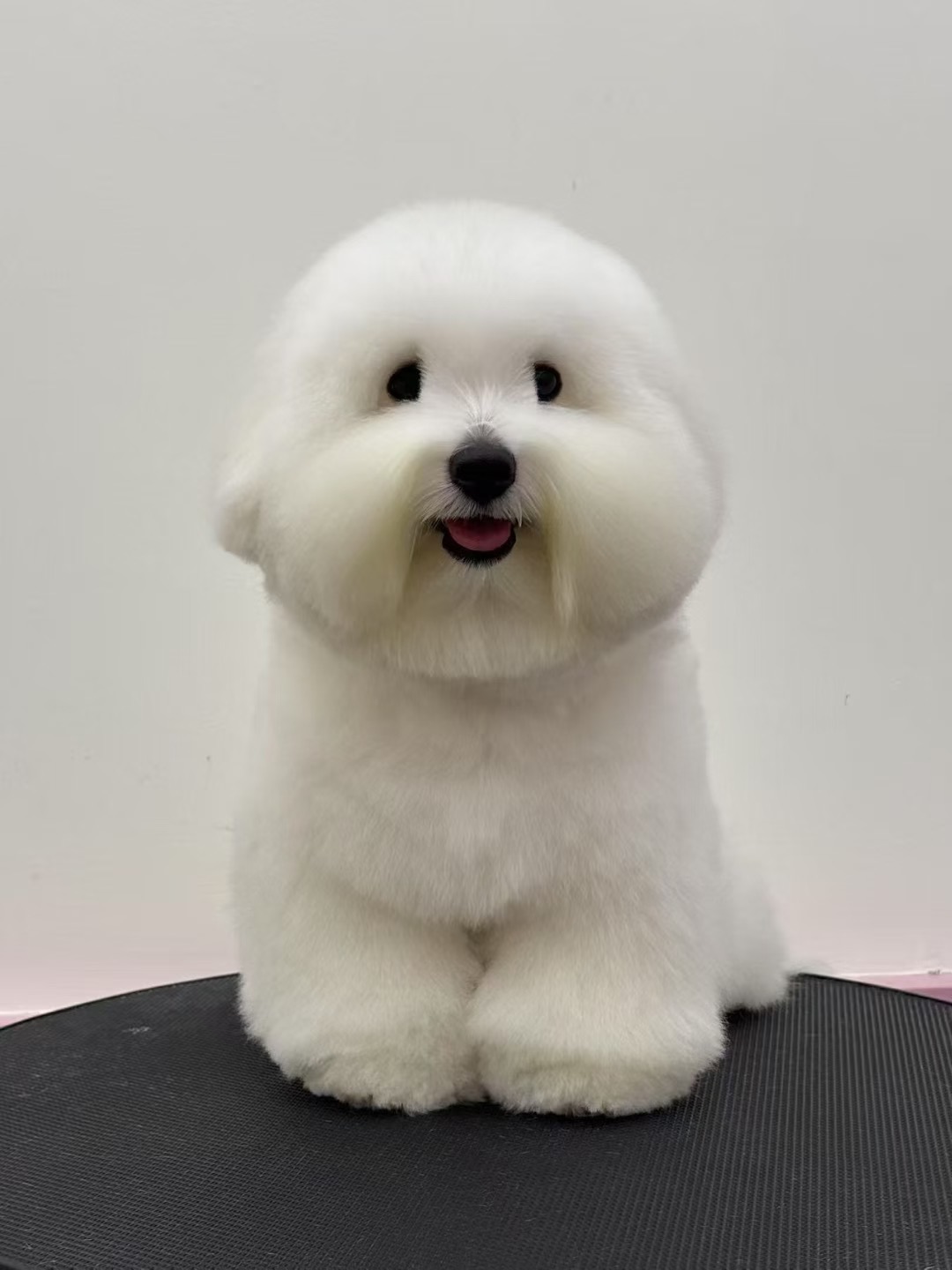 巴斯弟弟