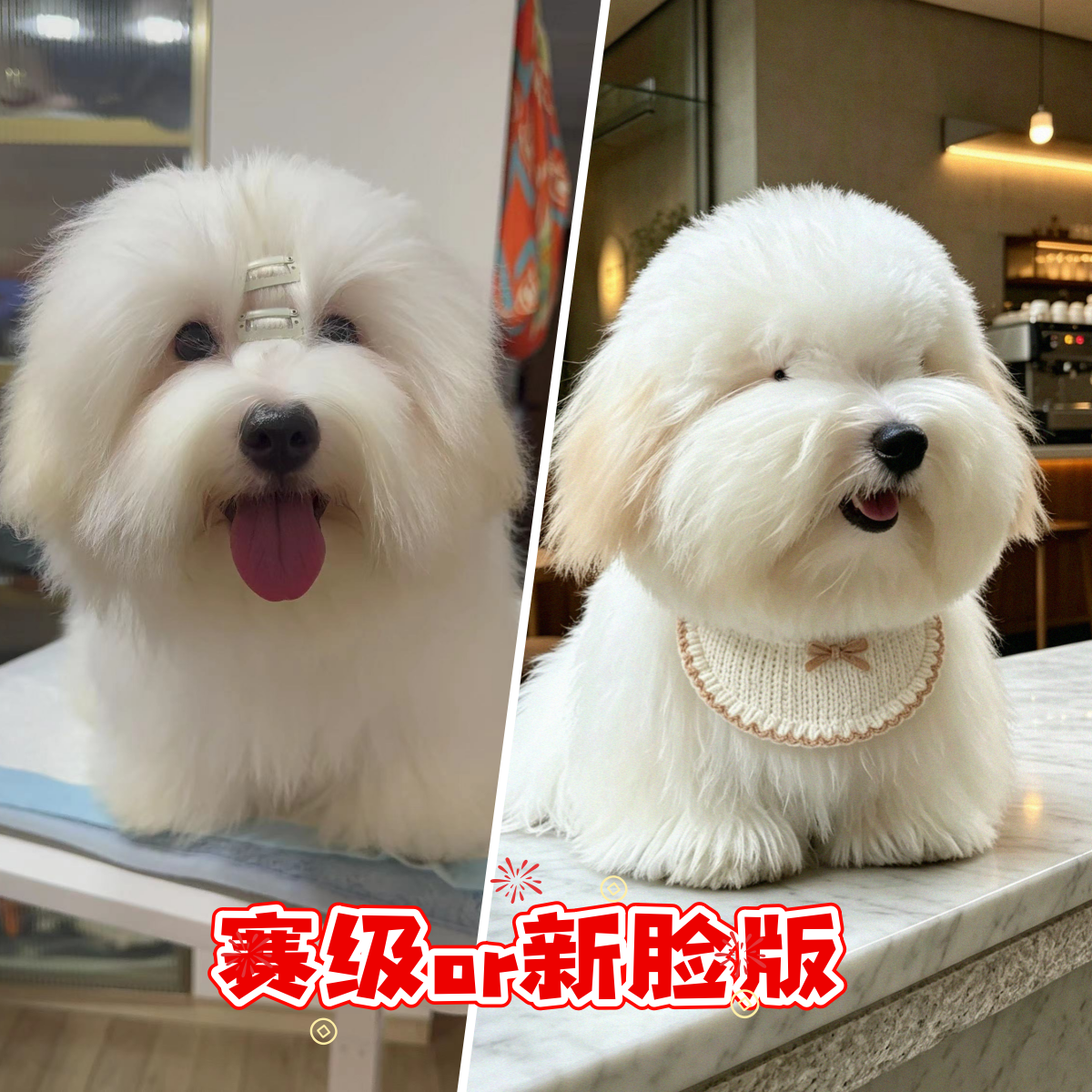 棉花面纱犬到中国才三年,已经有五个版本了?