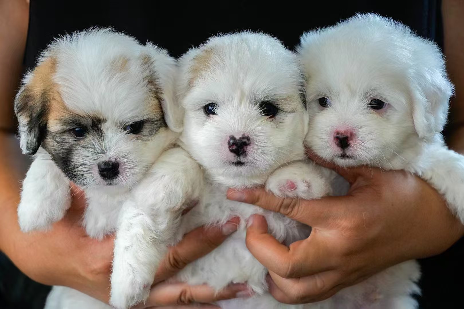 精神抚慰犬,不过是棉花面纱犬又一个营销话术罢了