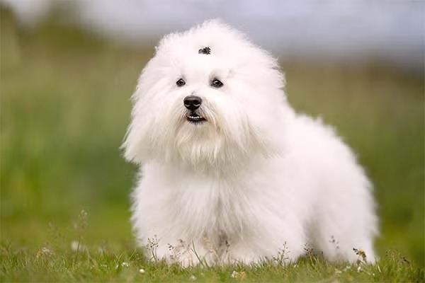 棉花面纱犬亲戚大盘点