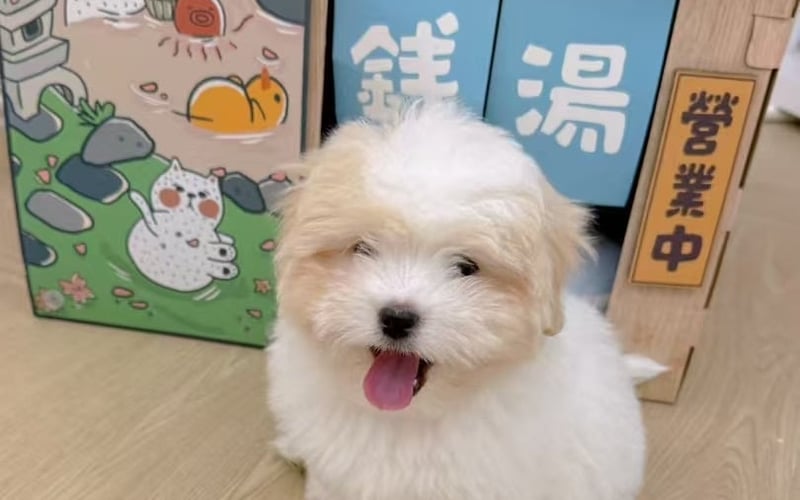 幼犬社会化训练：关键期指南